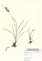 藏品(香附子)的圖片